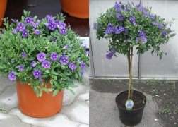 Solanum rantonnetii / Encián - Enciánfa